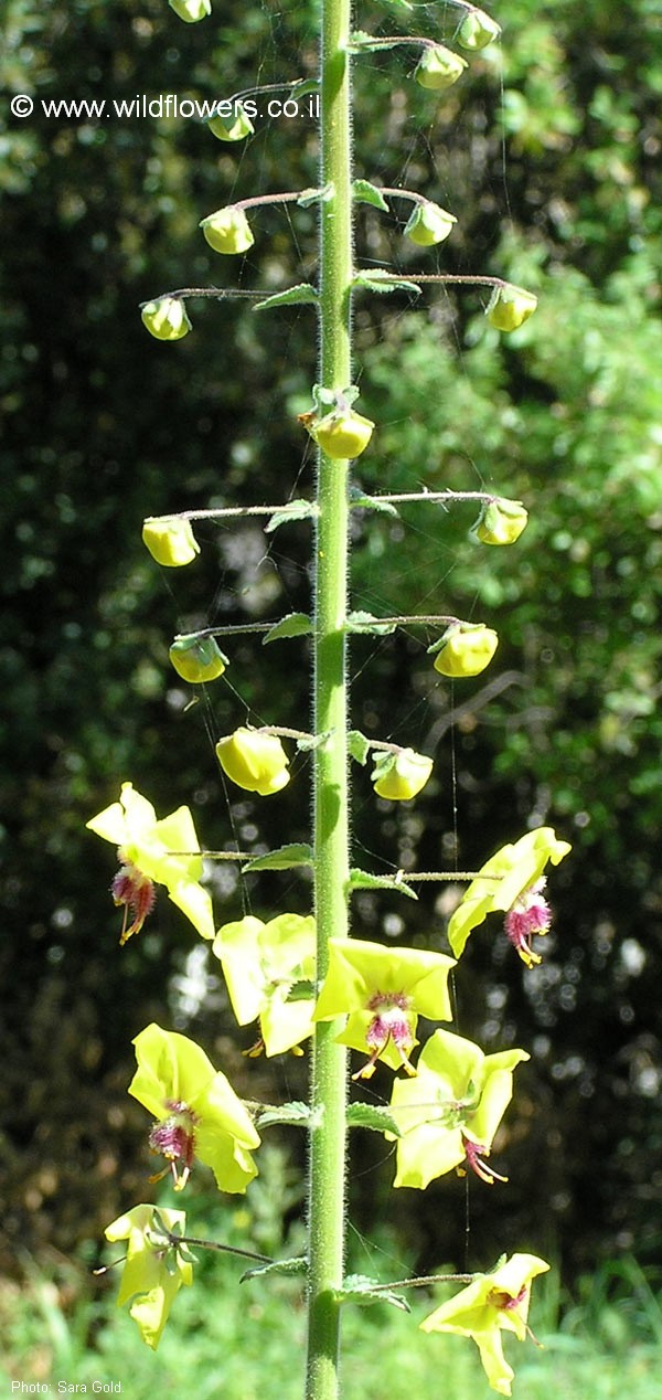 Verbascum levanticum